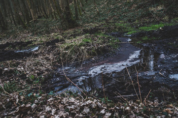 Vue large de face d'un lac dans une forêt