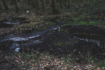 Vue de côté d'un lac dans une forêt