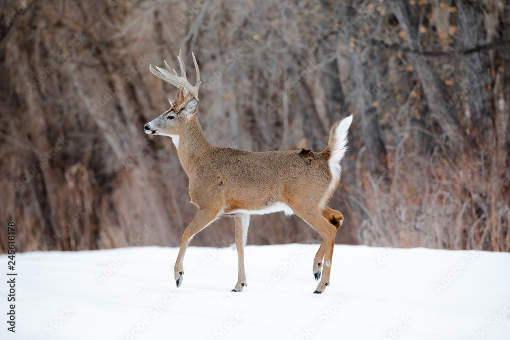 Wall mural Prancing Buck