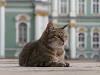 Gray tabby cat lies on the deck in the background of the baroque palace. Gray tabby striped cat came to the Palace Square in St. Petersburg. The museum cat lies on the deck and looks away.