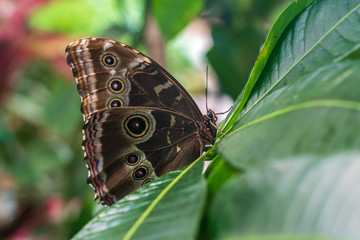 Obraz na płótnie Canvas Marbled Morpho butterfly