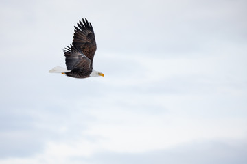 Gliding Eagle
