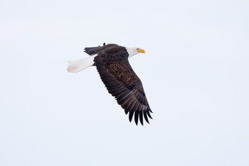 Eagle's Wings