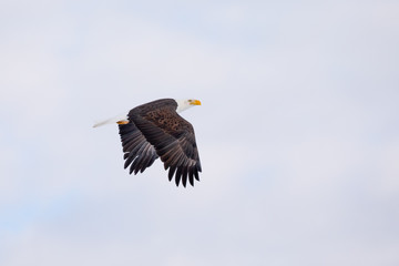 Bald Eagle in Flight