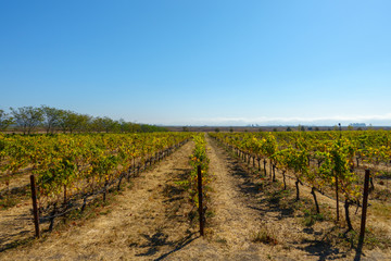 Fototapeta na wymiar Vineyard landscape at Napa valley