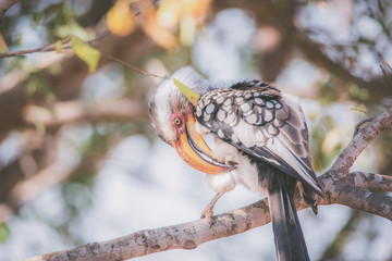 Hornbill
