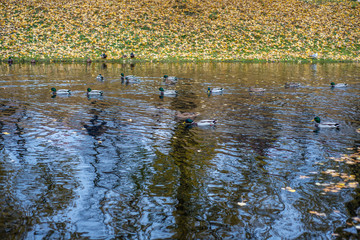 pond in the Park of St. Petersburg