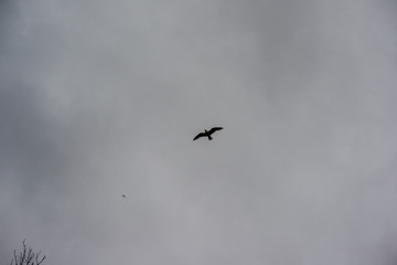 bird in the sky