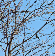 겨울 나무가지에 새