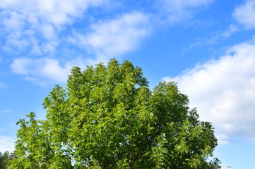 Fototapeta na wymiar Ash tree (Fraxinus exelsior) against summer sky.