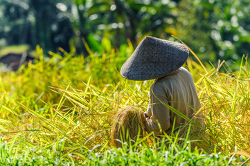 Indonésie, Bali : Une femme de dos récolte du riz. © Criley