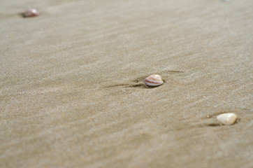 Detail of a shell on the sand of the beach on a sunny day