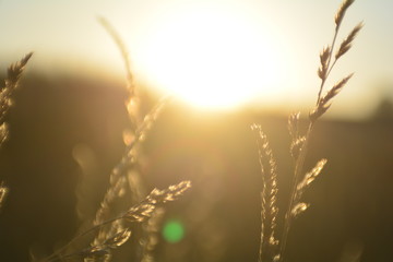 Gräser im Sonnenlicht beim Sonnenuntergang