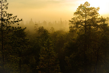 sunrise in forest