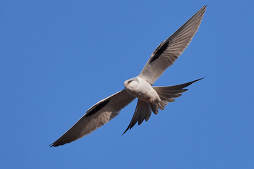 African swallow-tailed kite (Chelictinia riocourii)