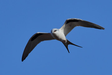 African swallow-tailed kite (Chelictinia riocourii)
