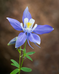 Wild Columbine in the Rocky Mountains of Colorado
