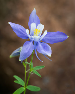 Wild Columbine in the Rocky Mountains of Colorado