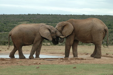 Two elephants