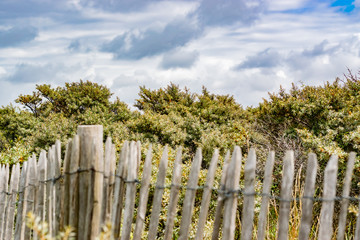 Fototapeta premium Bushes sea buckthorn, vegetation on the dunes and sky with dark clouds.