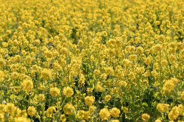 Rapeseed field of Kamogawa-city, Chiba Prefecture 