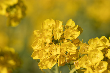 Obraz premium Rapeseed field of Kamogawa-city, Chiba Prefecture 