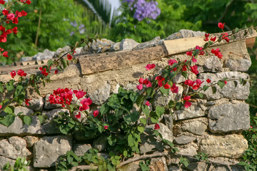 Bougainvillea rankt an einer Sandsteinmauer