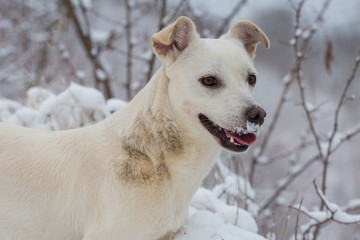 Dogs play in the snow in winter, Beautiful portrait of a pet on a sunny winter day	