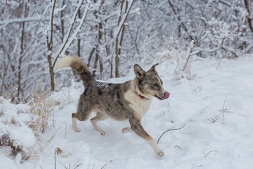 Dogs play in the snow in winter, Beautiful portrait of a pet on a sunny winter day	