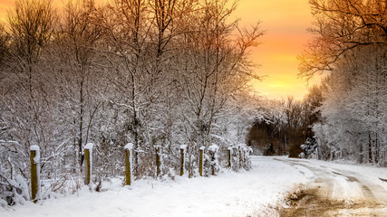 Sunrise Snow on Winter Tree Lined Country Road