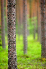 Scots pine (Pinus sylvestris) forest. Focus on foreground pine trunk.