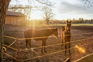 Pferde auf Koppel © Andreas Gruhl