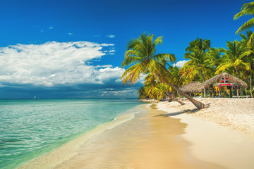 Palm trees on the tropical beach, Dominican Republic. Saona island. - obrazy, fototapety, plakaty