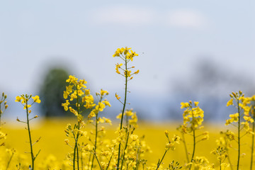 Obraz premium canola rape rapeseed flowers blooming in summer