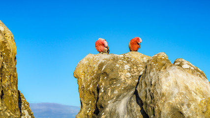 rosebreasted cockatoos at the pinnacles in nambung national park, australia 23