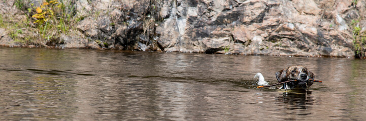 dog in river