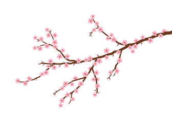 Blossoming branch of a cherry. A tree branch with small pink flowers and buds on a white background. Sakura flowers. Vector illustration