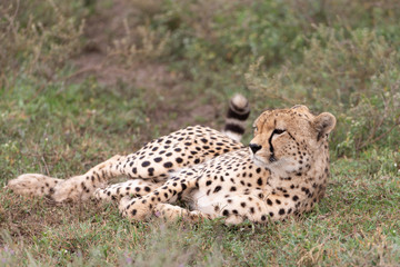 Cheetah in Serengeti National Reserve, Tanzania, Africa