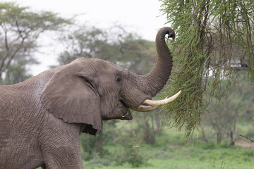 Male Elephant in the Serengeti National Reserve, Tanzania Africa