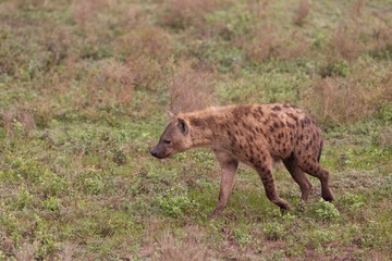 Fototapeta premium Hyena in Serengeti Grasslands in Tanzania Africa