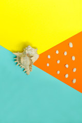One big seashell on colorful background and many small sea shell on orange background. Top view. Summer time. Sea style. Creative concept.