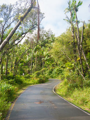 Fototapeta na wymiar View of the road through the jungle or rain forest in Puerto Rico. USA