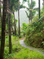 Narrow path though El Yunque tropical rainforest in Puerto Rico
