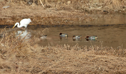 겨울 냇가에 왜가리와 오리
