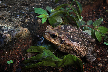 Rhinella 