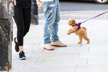 Happy cute and adorable small brown dog on leash on road street sidewalk pavement in urban town...