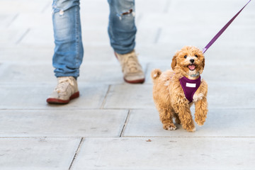Closeup of happy cute and adorable small brown dog on leash running on road street sidewalk pavement in urban town city jumping