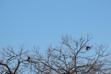 겨울 나무가지에 까치