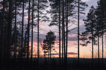 spaced tree sunset