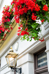 Fototapeta na wymiar London, UK Neighborhood district of Kensington Chelsea with red color vibrant colorful flower decorations and building closeup of lamp lantern historic traditional architecture